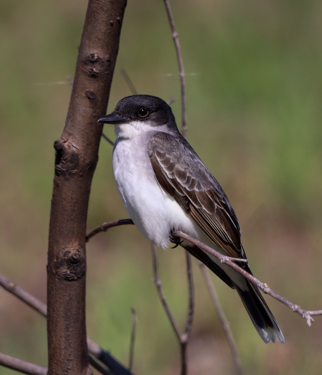 Eastern Kingbird - Lauren W