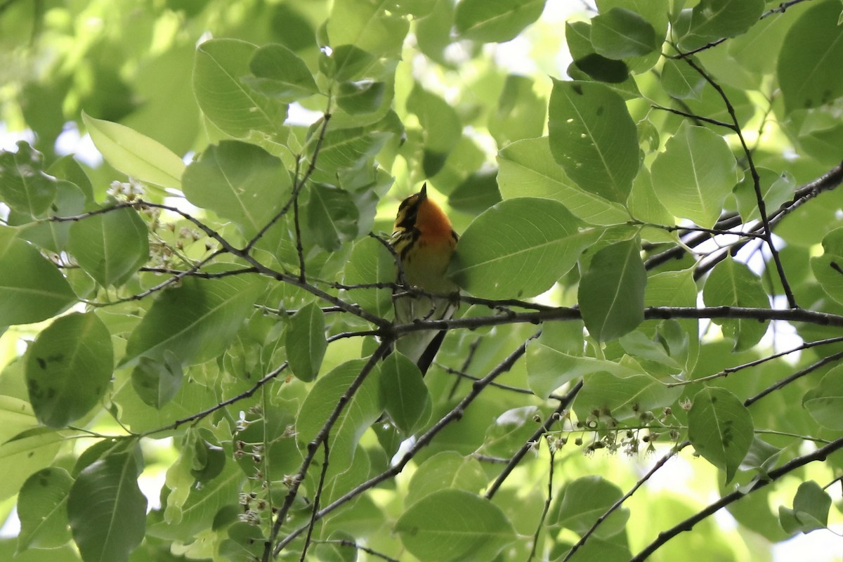 Blackburnian Warbler - RIIO LU