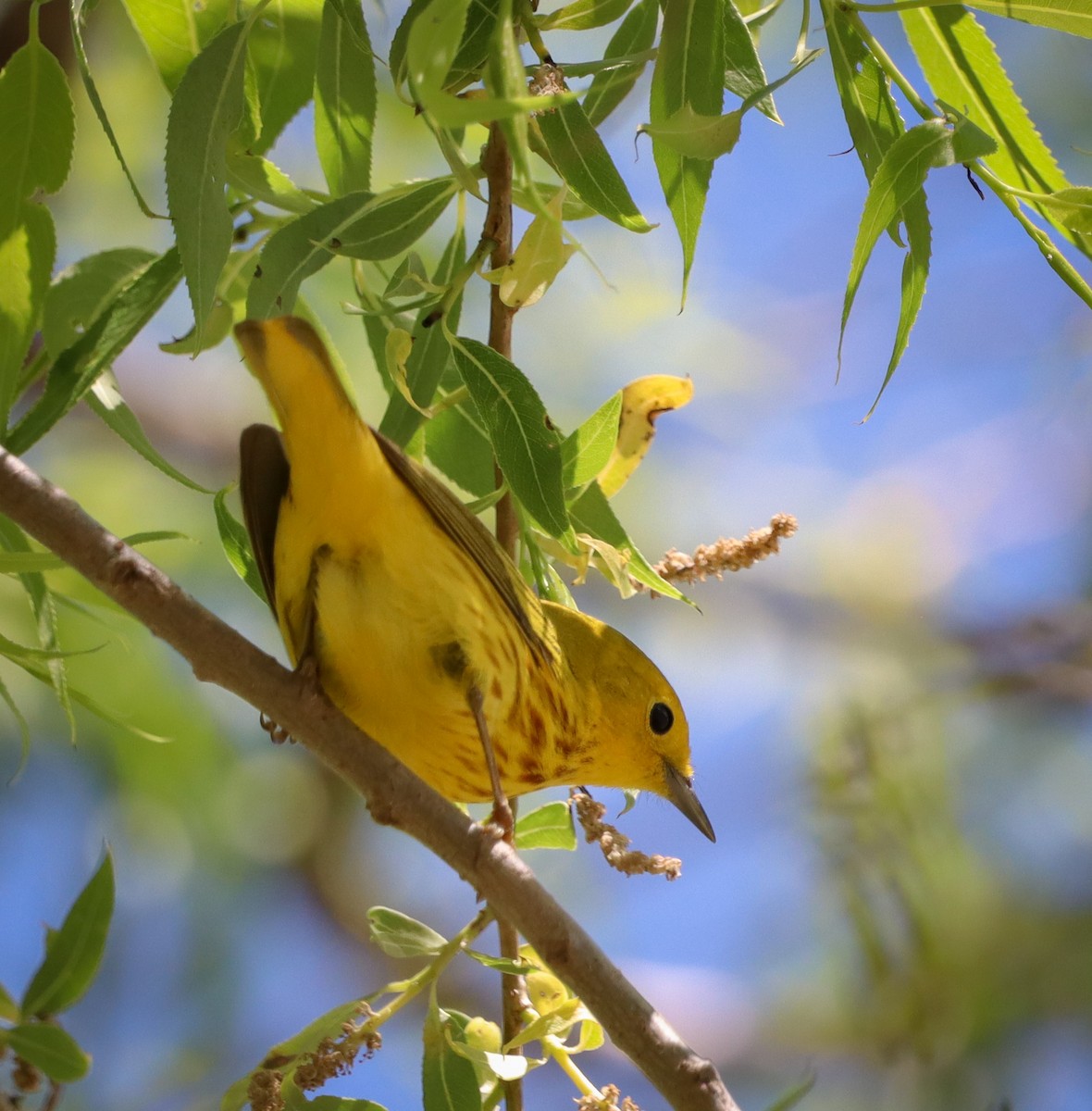 Yellow Warbler - Lauren W