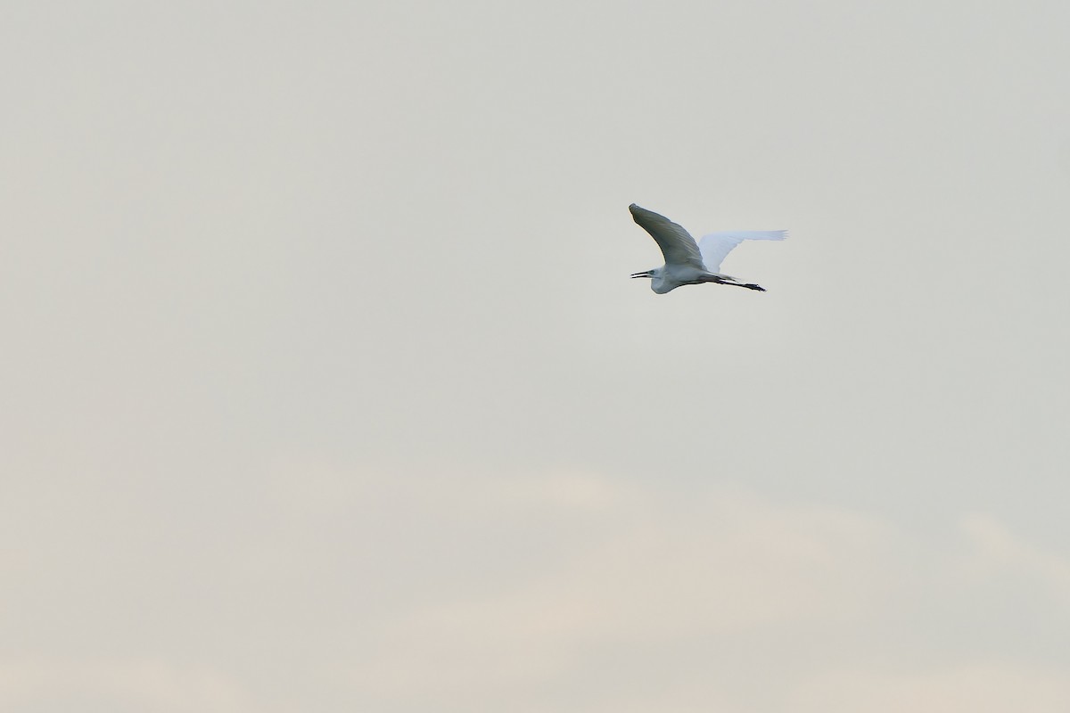 Great Egret (modesta) - Sam Hambly