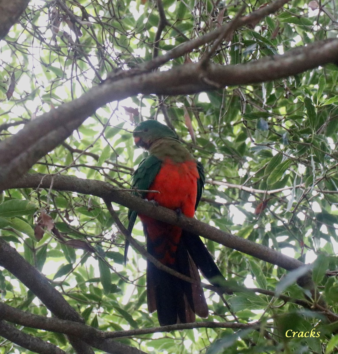 Avustralya Kral Papağanı - ML618866018