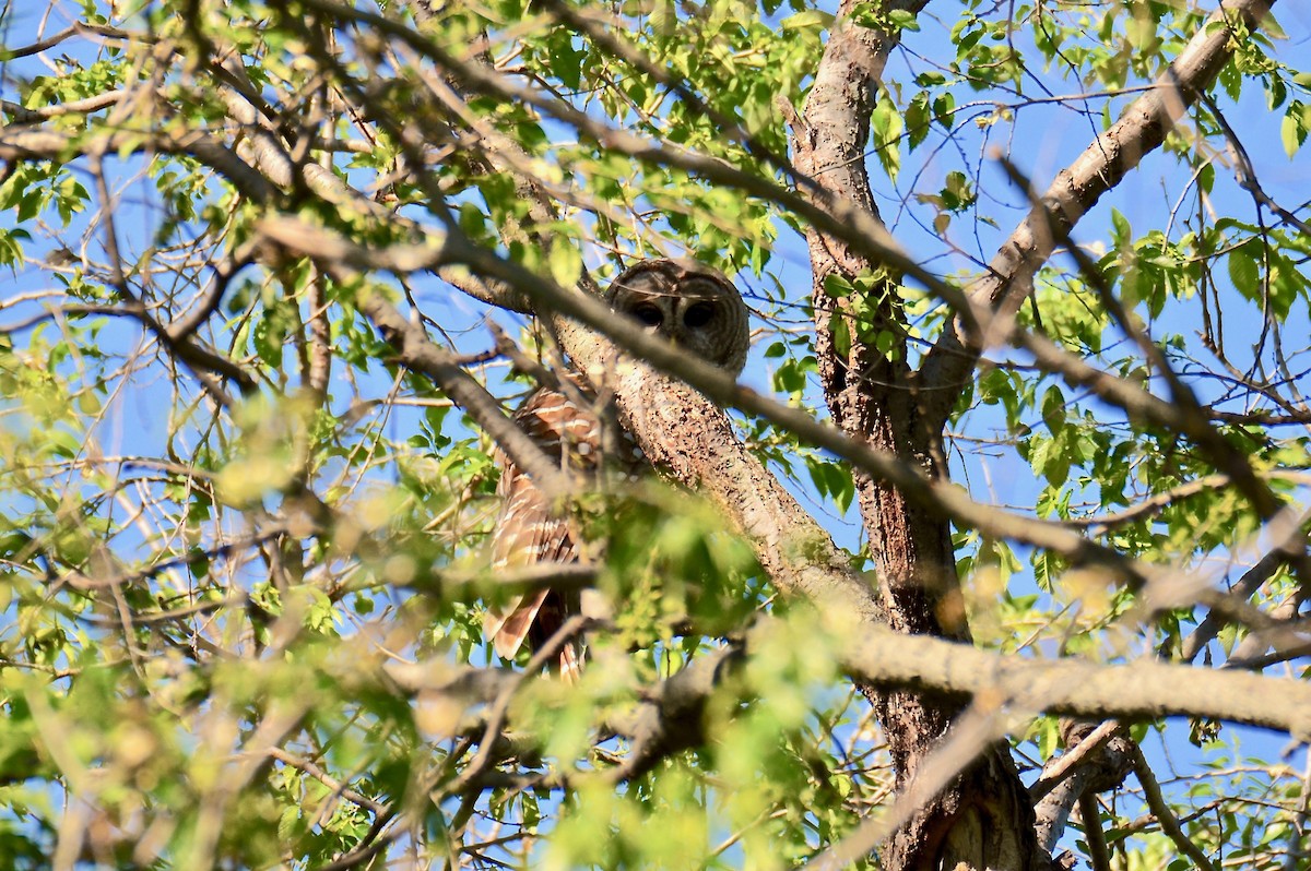 Barred Owl - Judith James