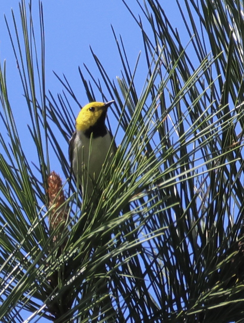 Hermit Warbler - Gretchen Framel