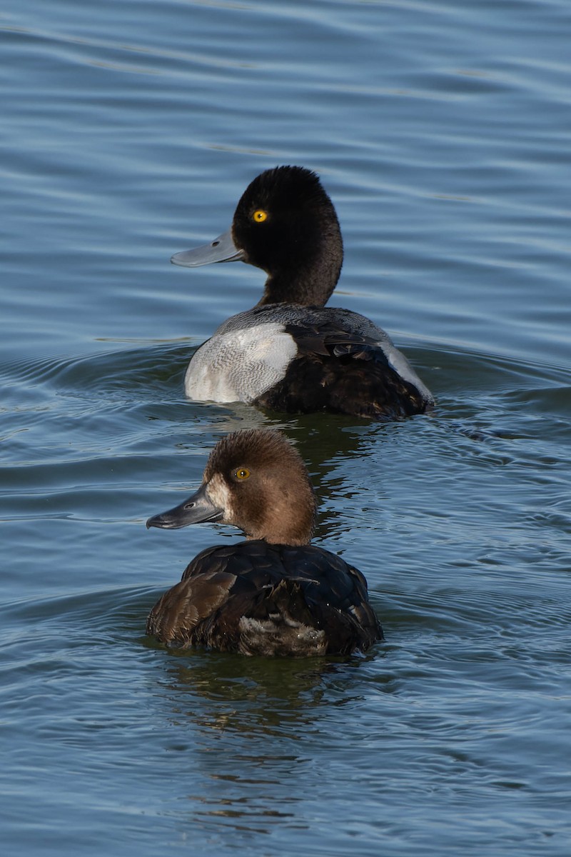 Lesser Scaup - Gregg McClain