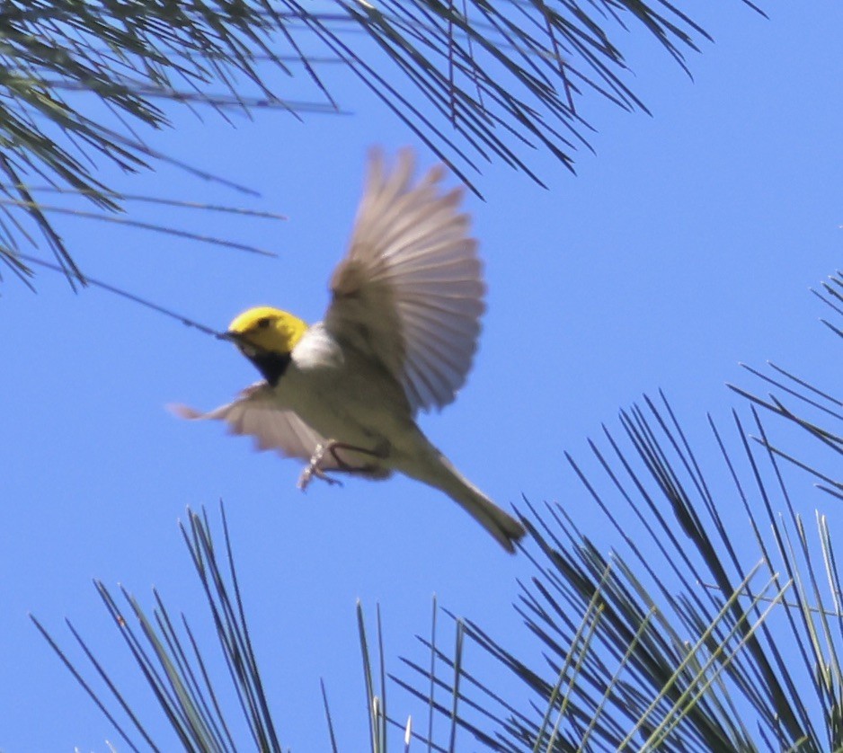 Hermit Warbler - Gretchen Framel