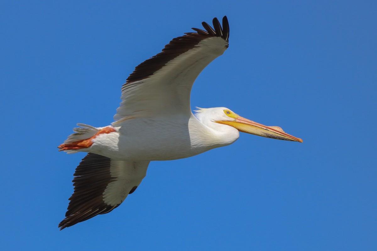 American White Pelican - Lauren W