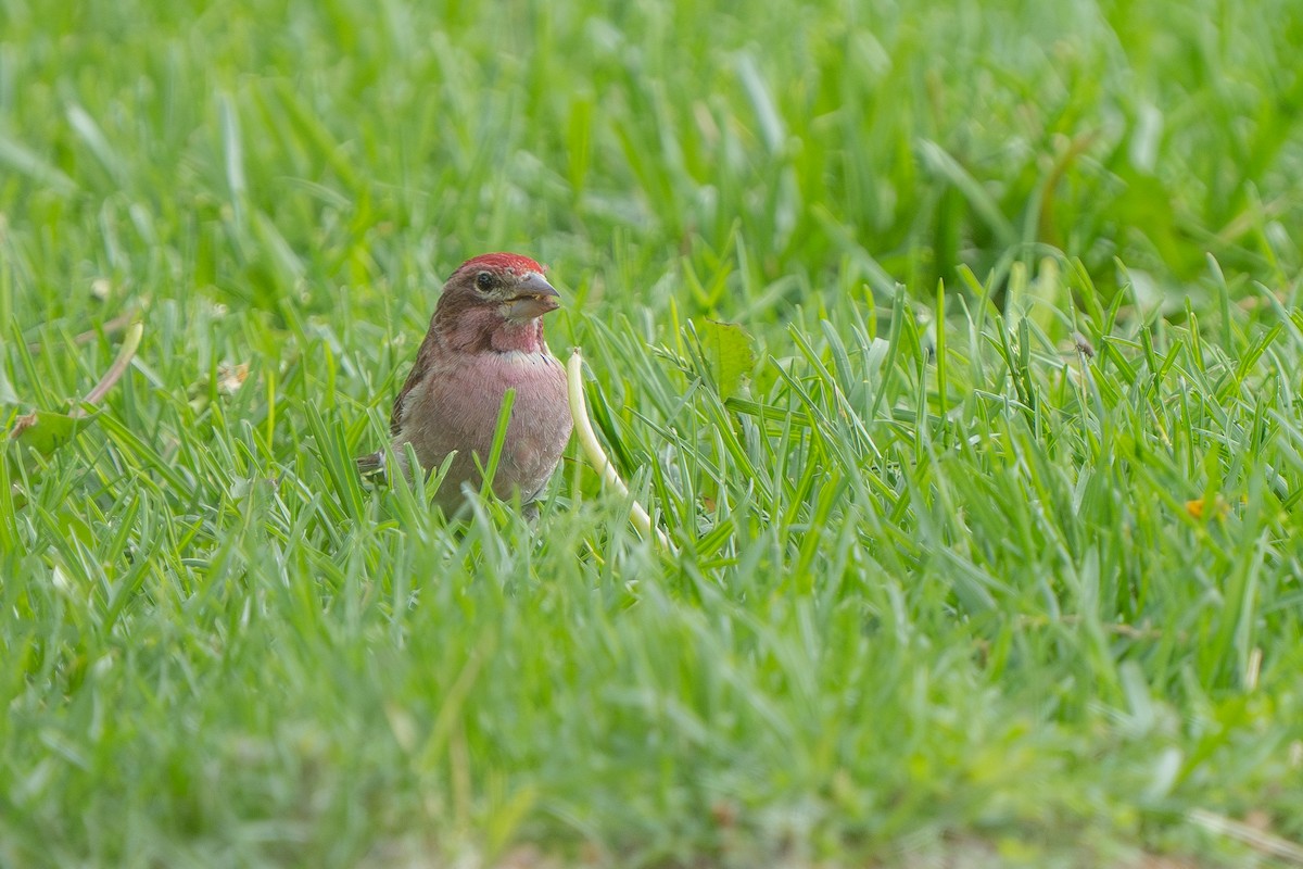 Cassin's Finch - ML618866043