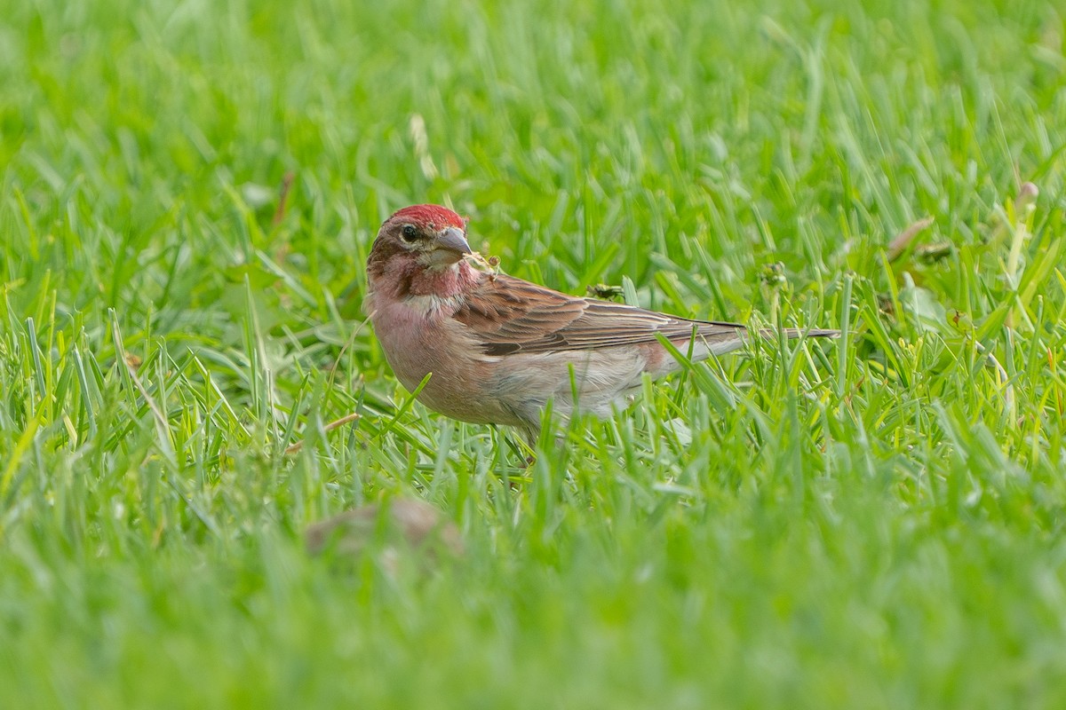 Cassin's Finch - ML618866046