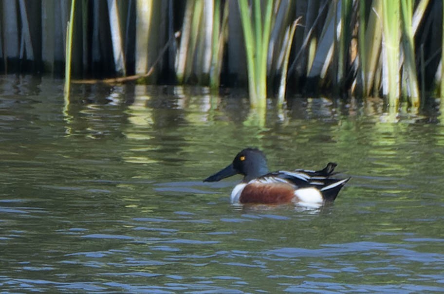 Northern Shoveler - Gregg McClain