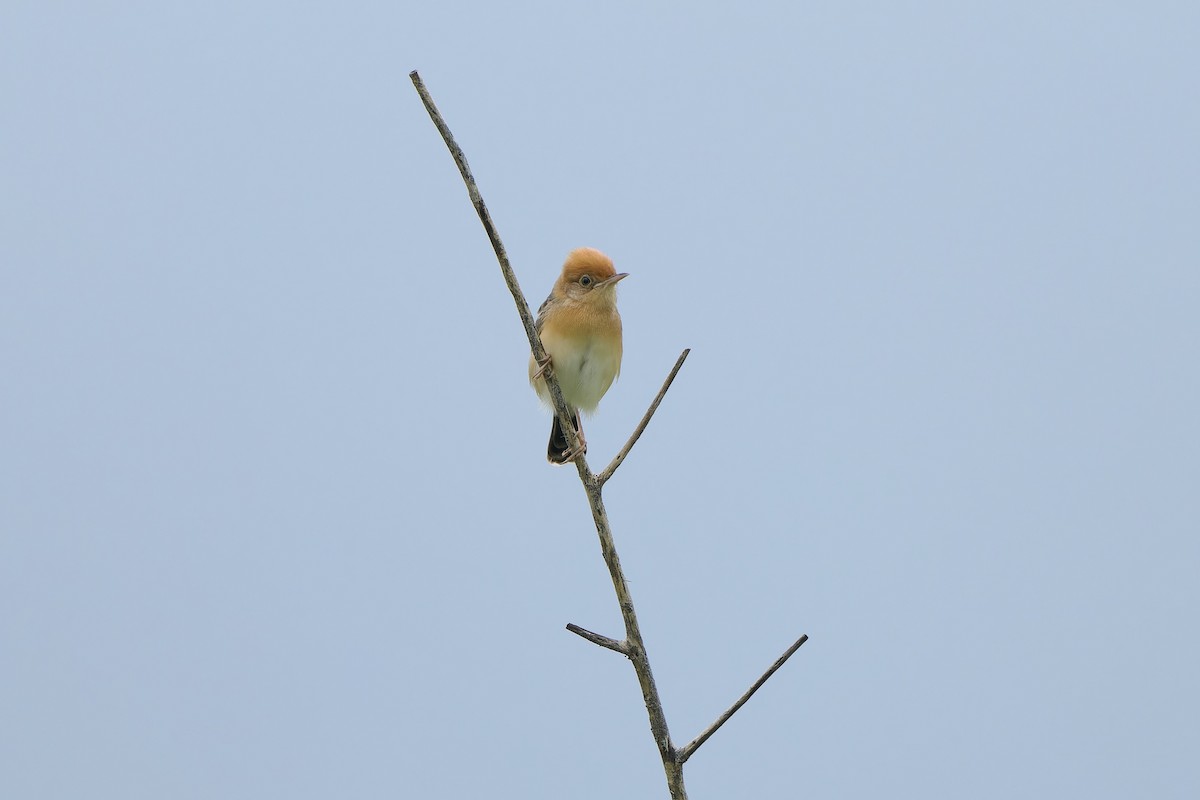 Golden-headed Cisticola - ML618866062