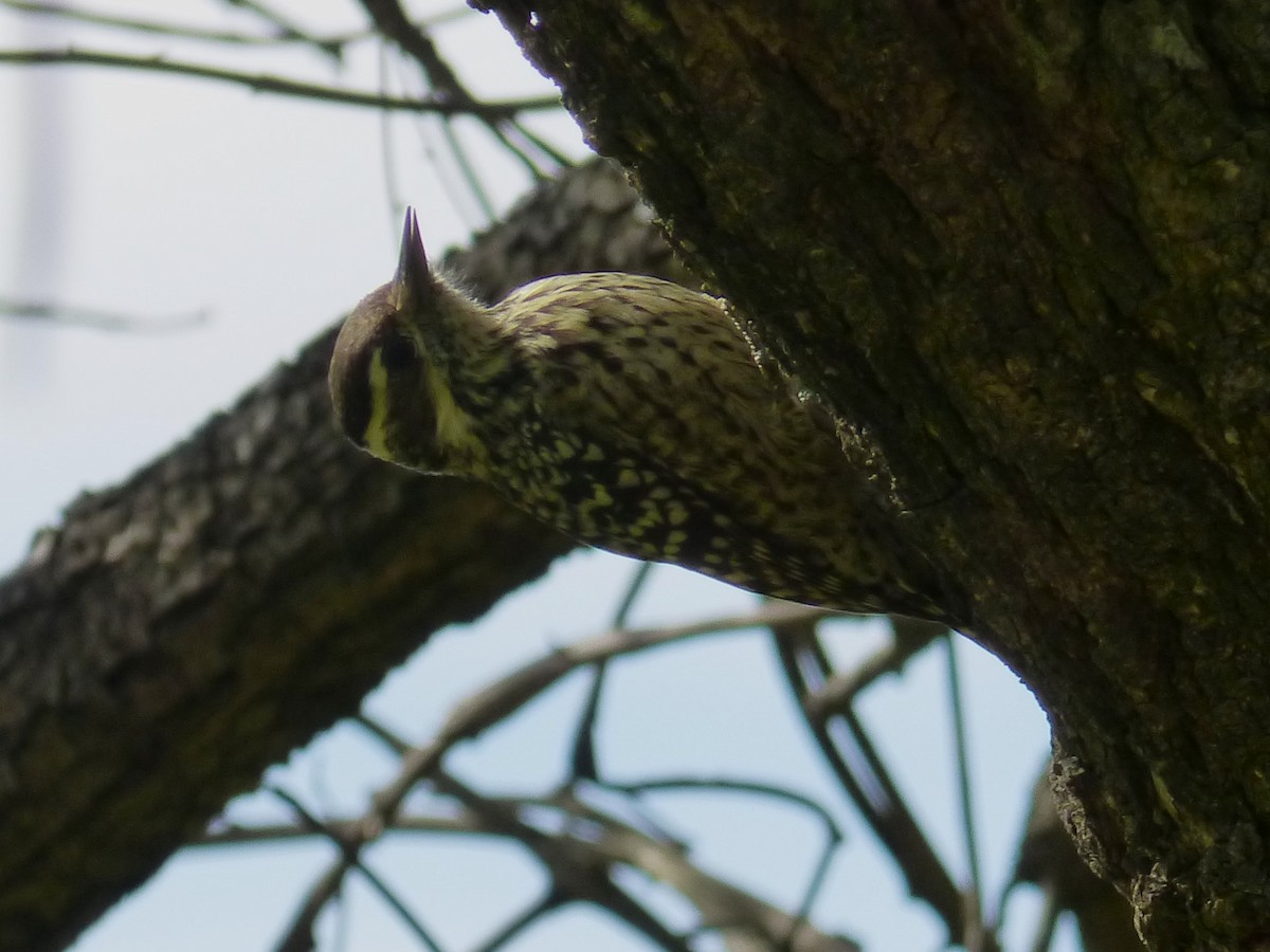 Checkered Woodpecker - Julia M.