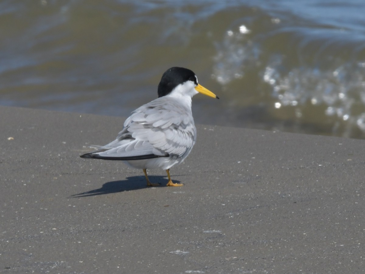 Least Tern - David Drews