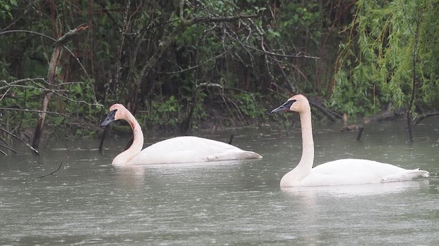 Cygne trompette - ML618866122