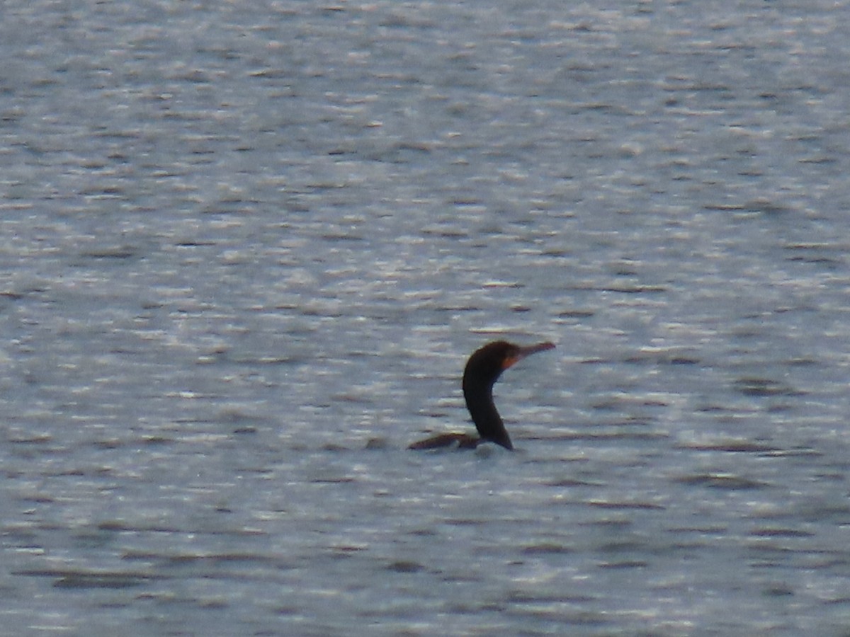 Double-crested Cormorant - Ericka Albright