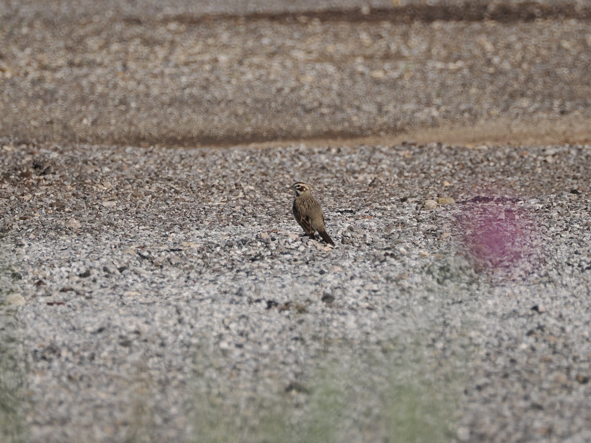 Lark Sparrow - Debra Halter