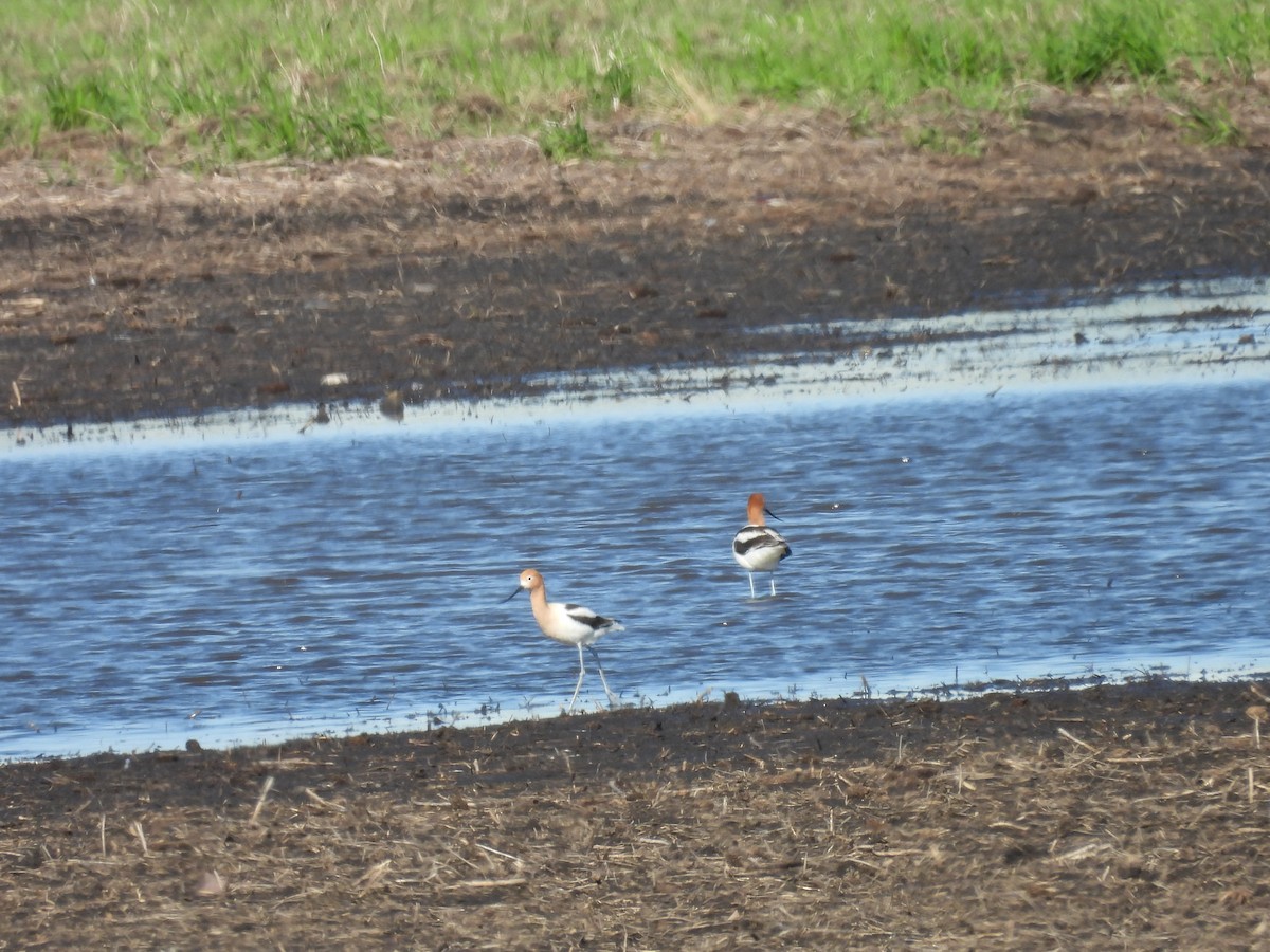 American Avocet - Clayton Will