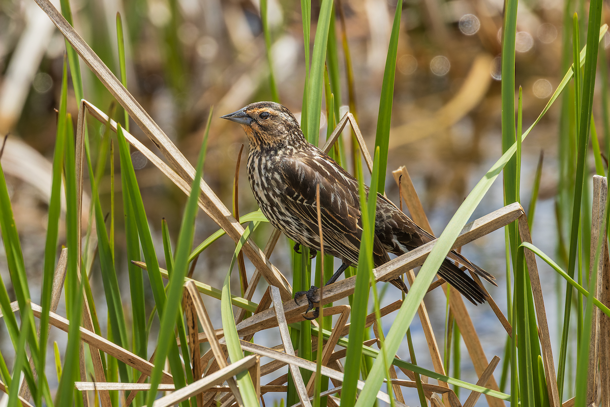 Red-winged Blackbird - Amber Joseph