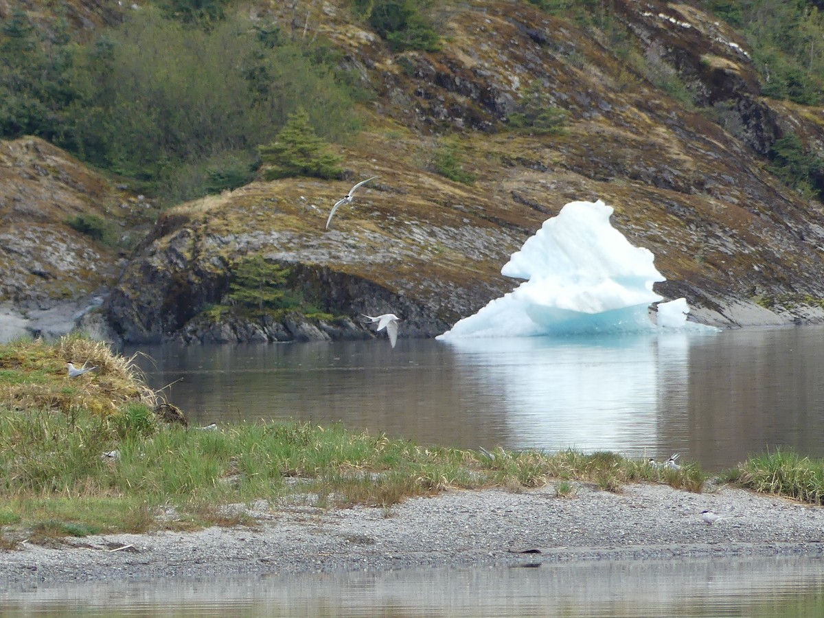 Arctic Tern - Gus van Vliet