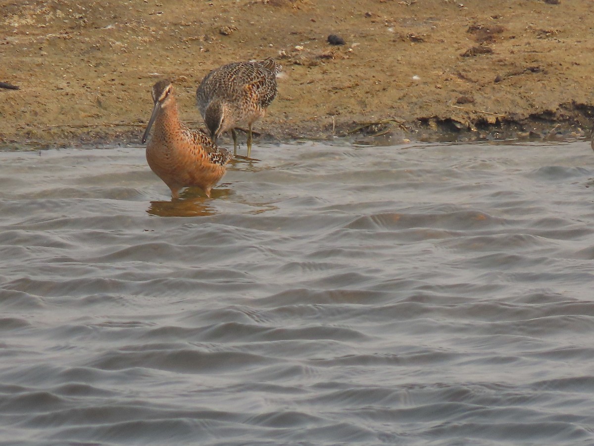 Long-billed Dowitcher - ML618866181