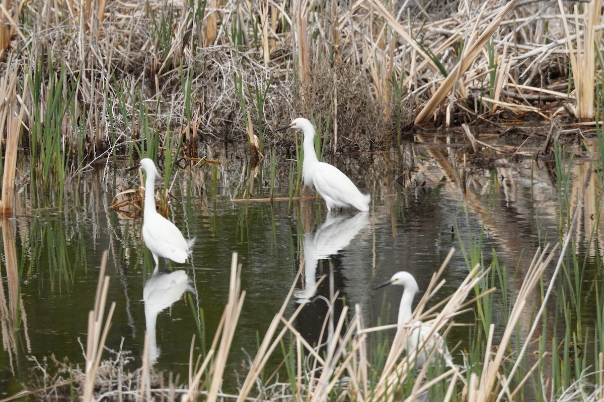 Snowy Egret - Kristy Dhaliwal