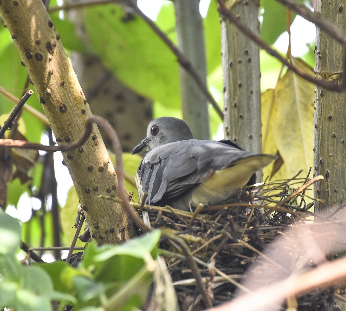 Maroon-chested Ground Dove - ML618866184