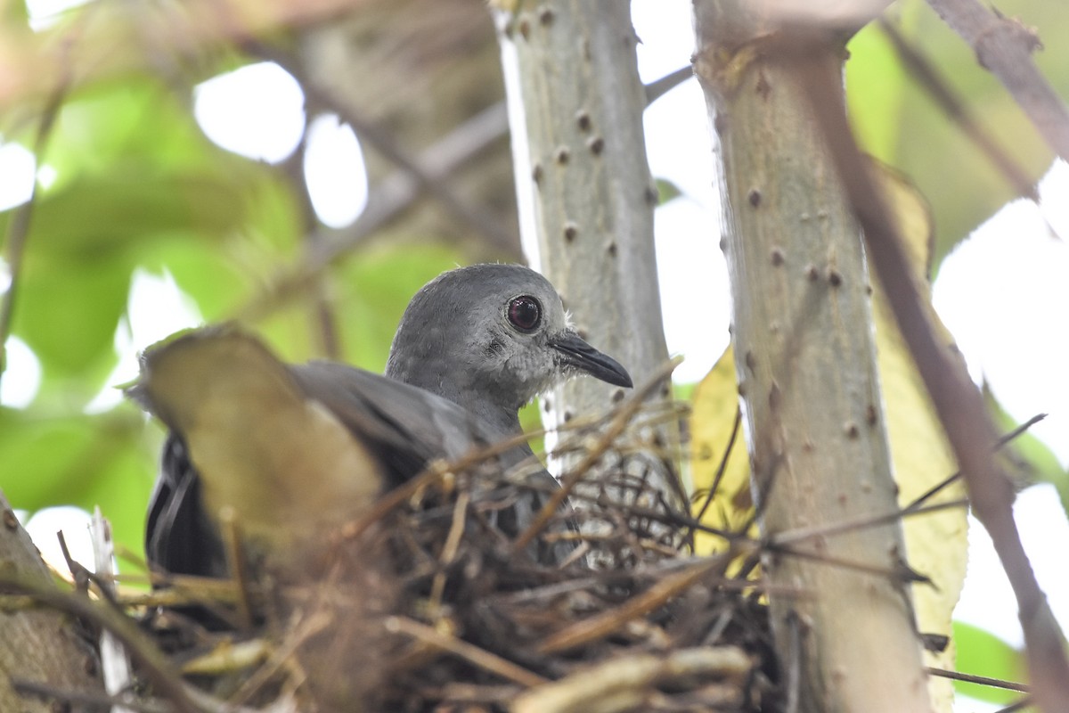 Maroon-chested Ground Dove - ML618866185