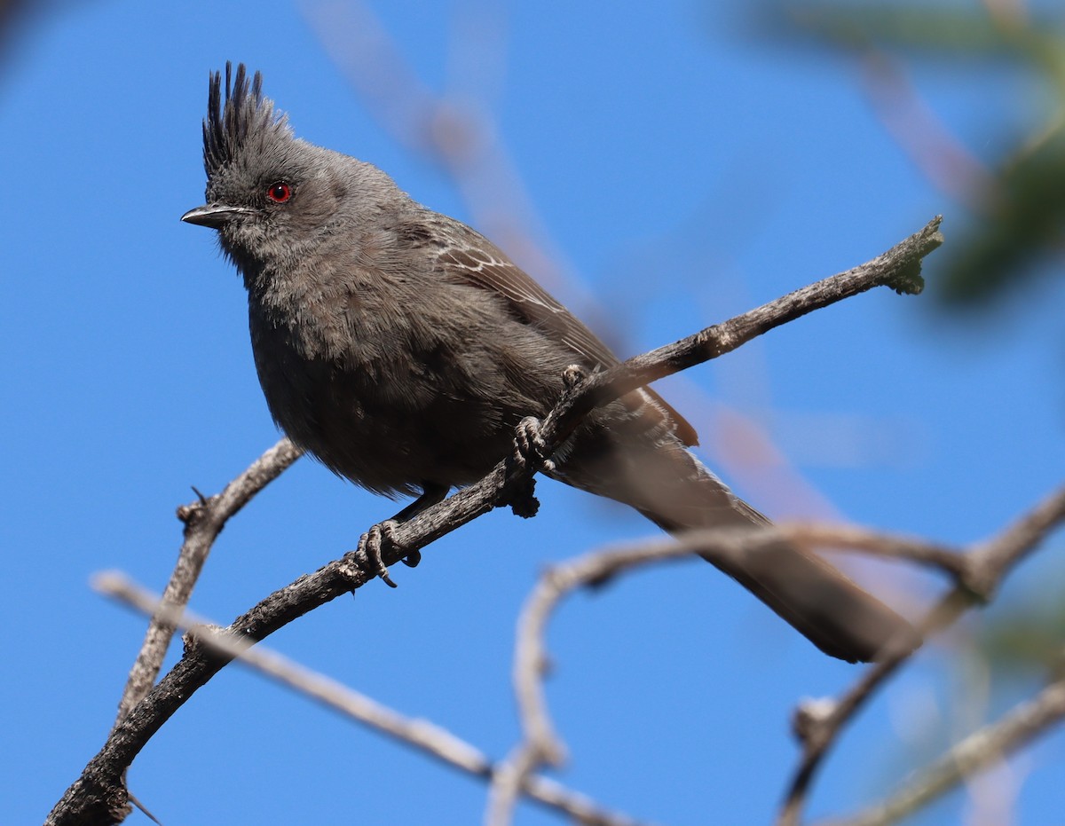 Phainopepla - Juli deGrummond