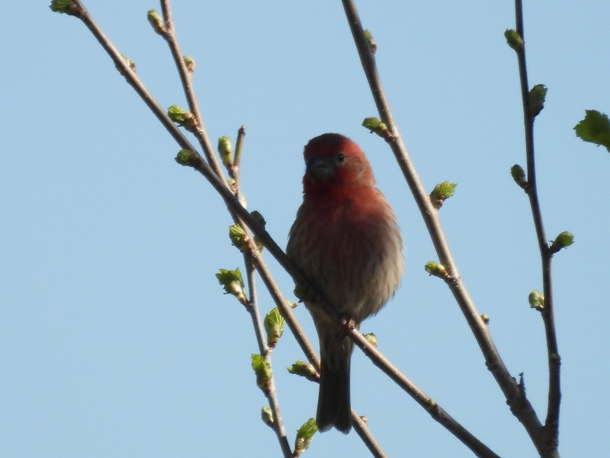 Purple Finch (Eastern) - Clayton Will