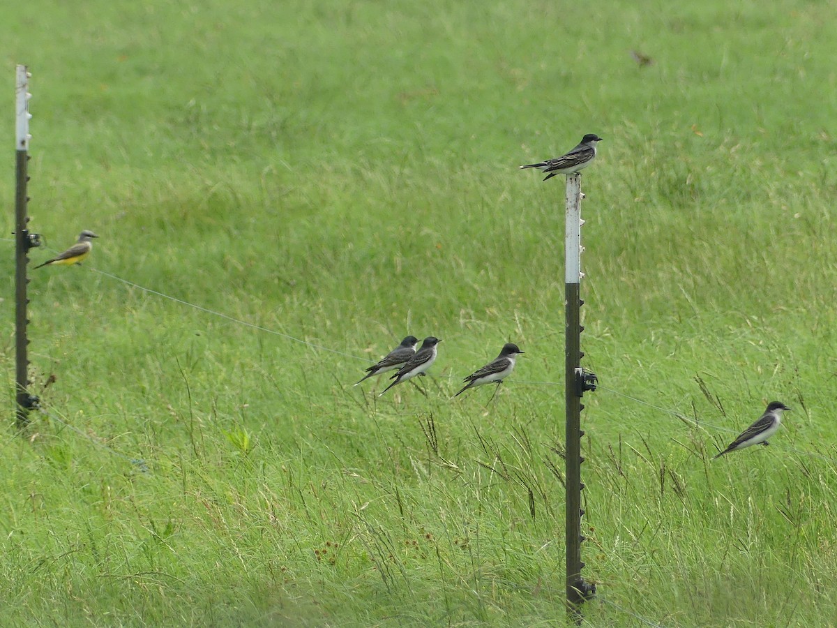 Eastern Kingbird - Ryan Banek