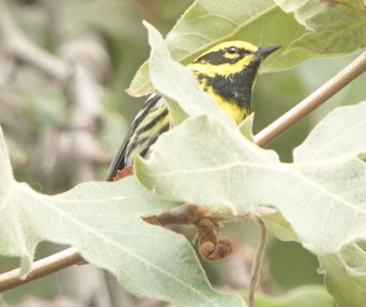 Townsend's Warbler - Brad Rumble