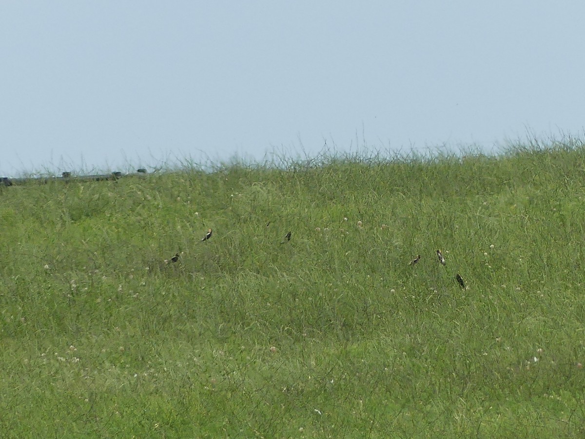 Bobolink - Ryan Banek