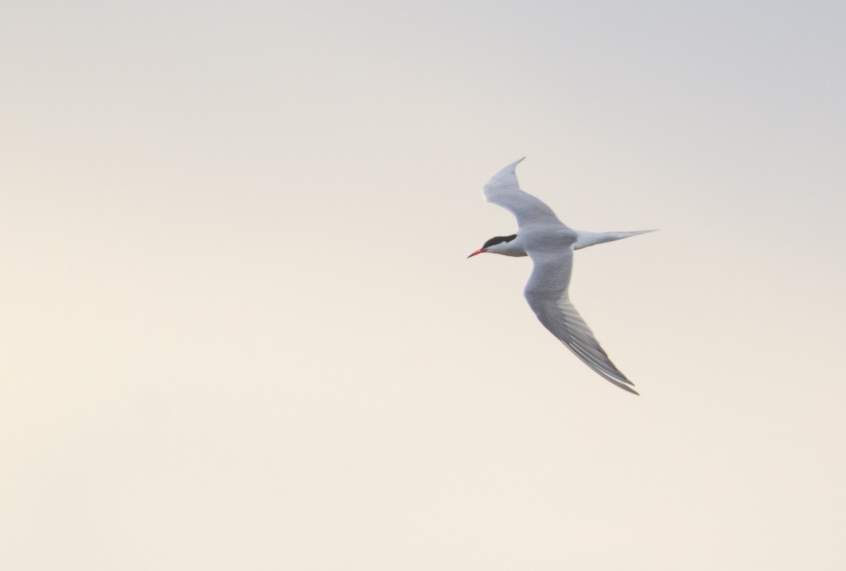 Common Tern - Rowan Gibson