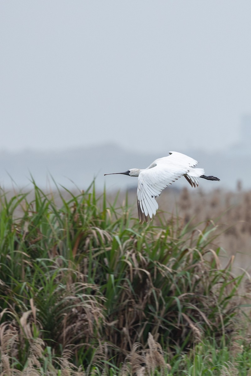 Black-faced Spoonbill - 1an Wang