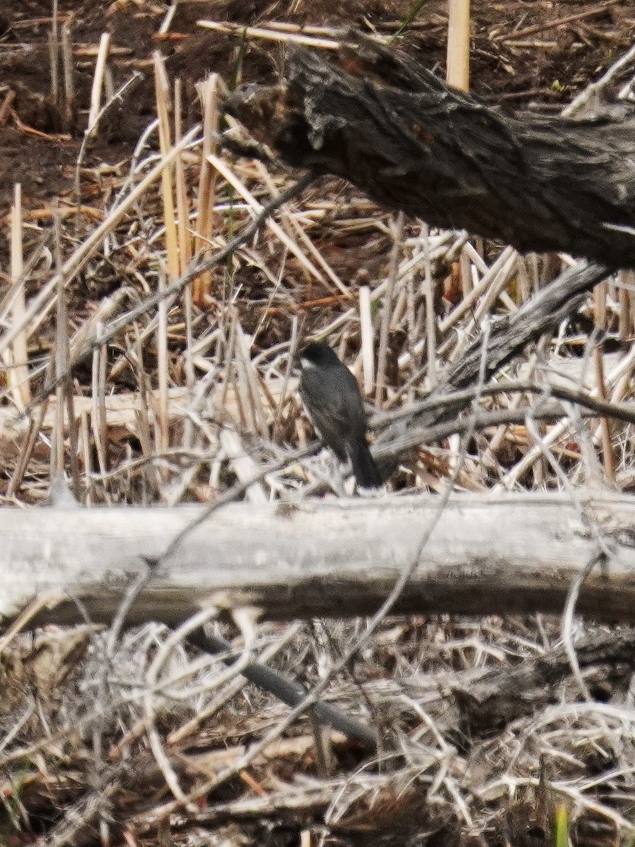 Eastern Kingbird - Kristy Dhaliwal