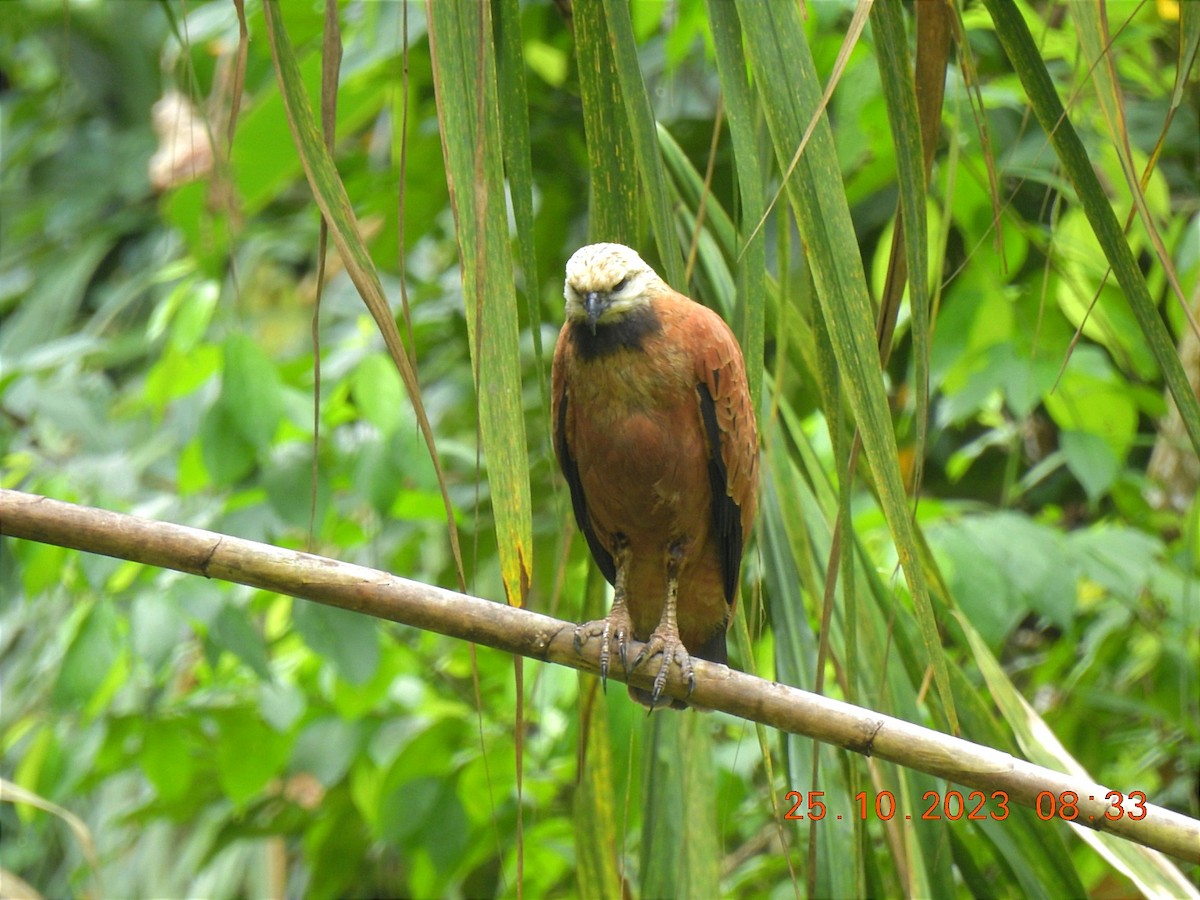 Black-collared Hawk - ML618866242