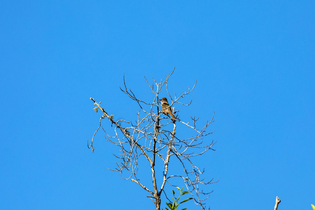 Great Crested Flycatcher - William Clark