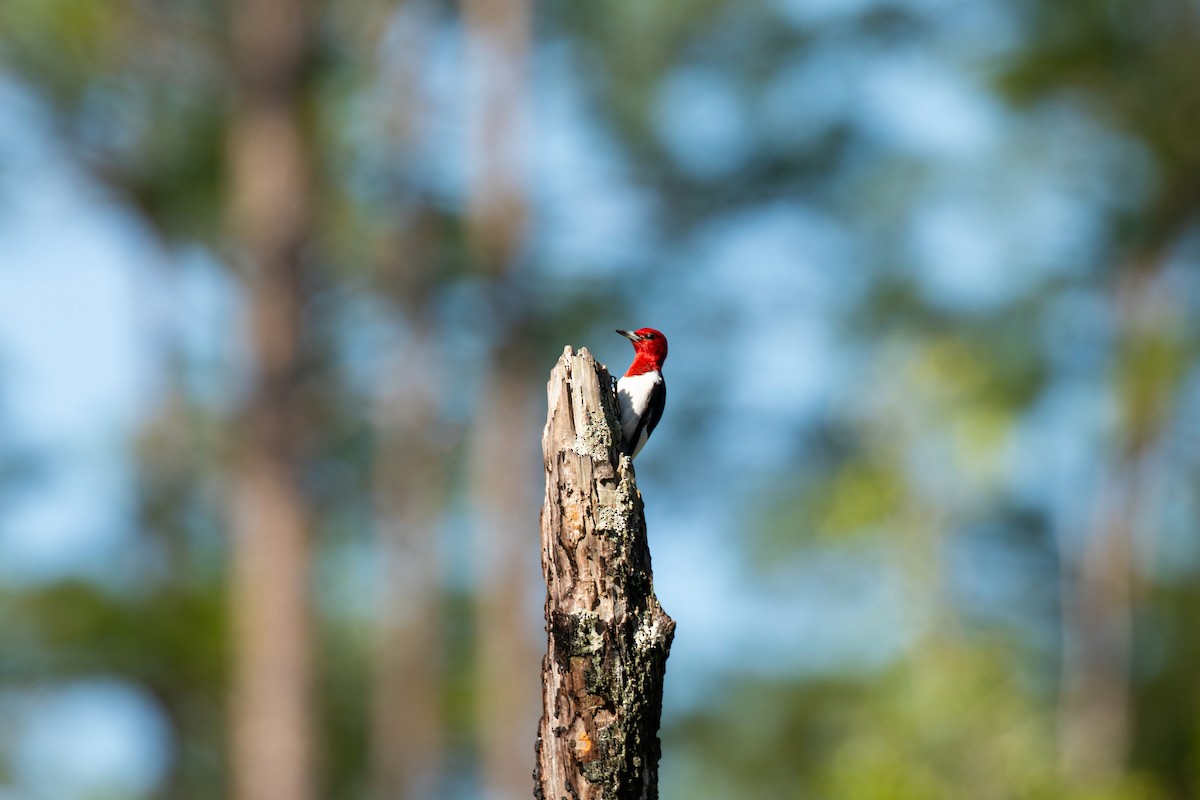 Red-headed Woodpecker - William Clark