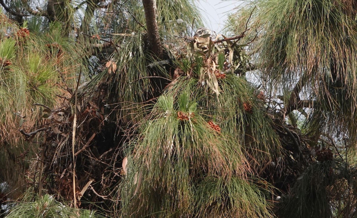 Red-tailed Hawk (calurus/alascensis) - Brad Rumble