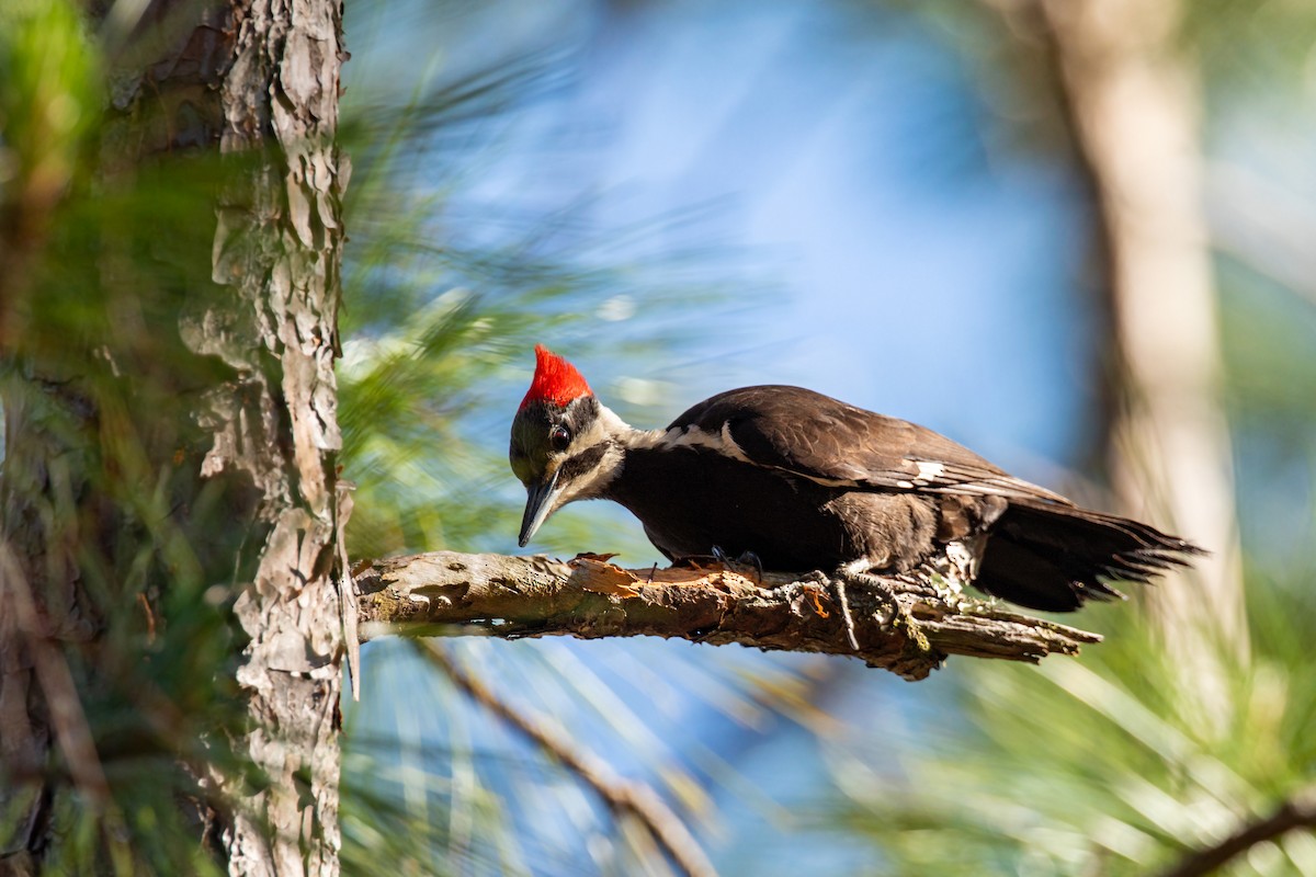 Pileated Woodpecker - William Clark