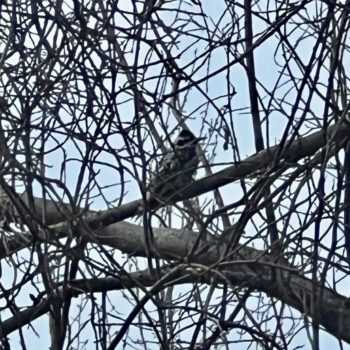 Yellow-bellied Sapsucker - Robin Abernethy