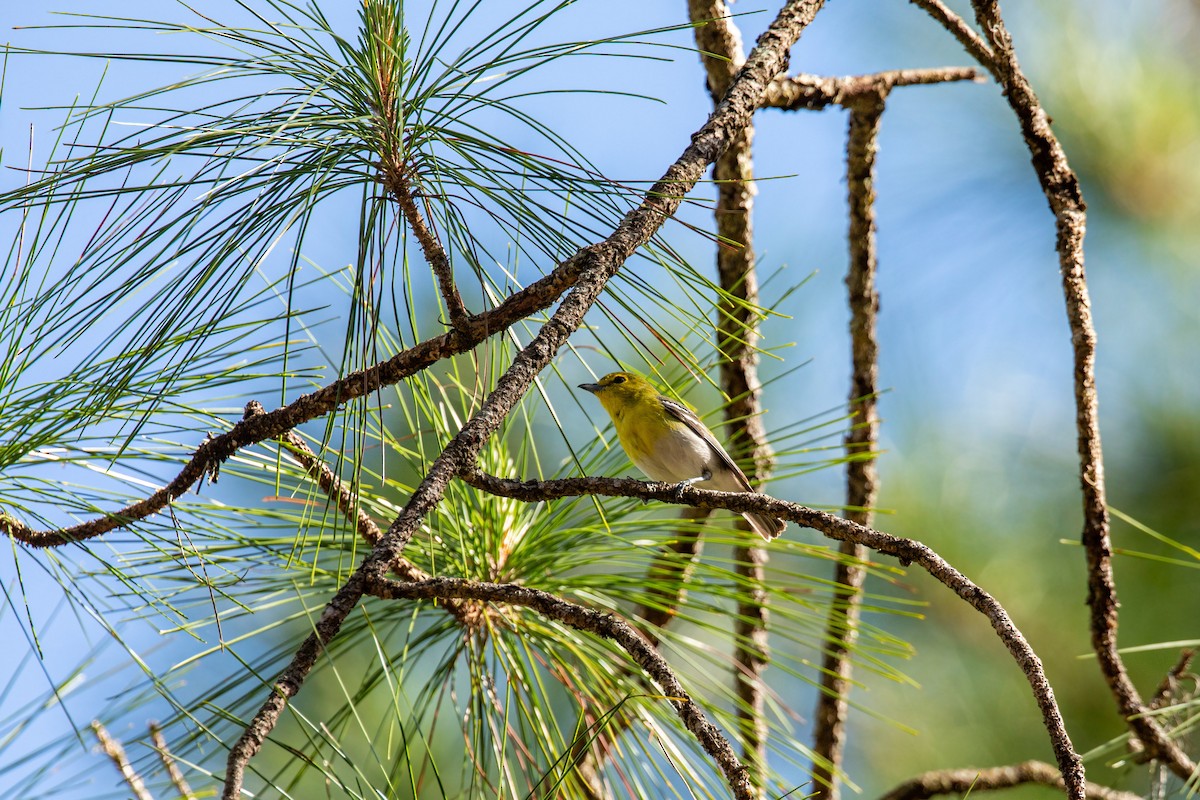 Yellow-throated Vireo - William Clark