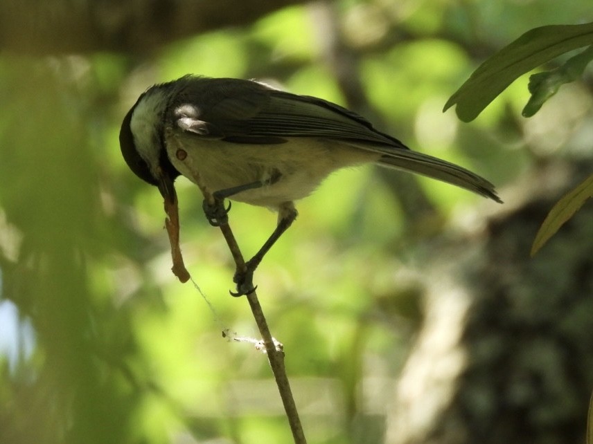 Carolina Chickadee - ML618866301