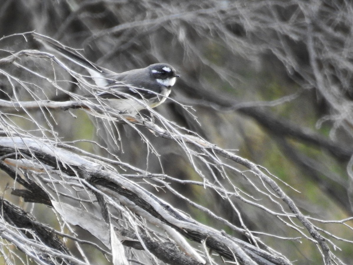 Gray Fantail - Trevor Ross