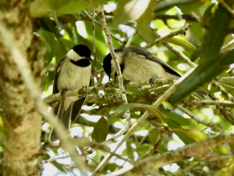 Carolina Chickadee - ML618866312