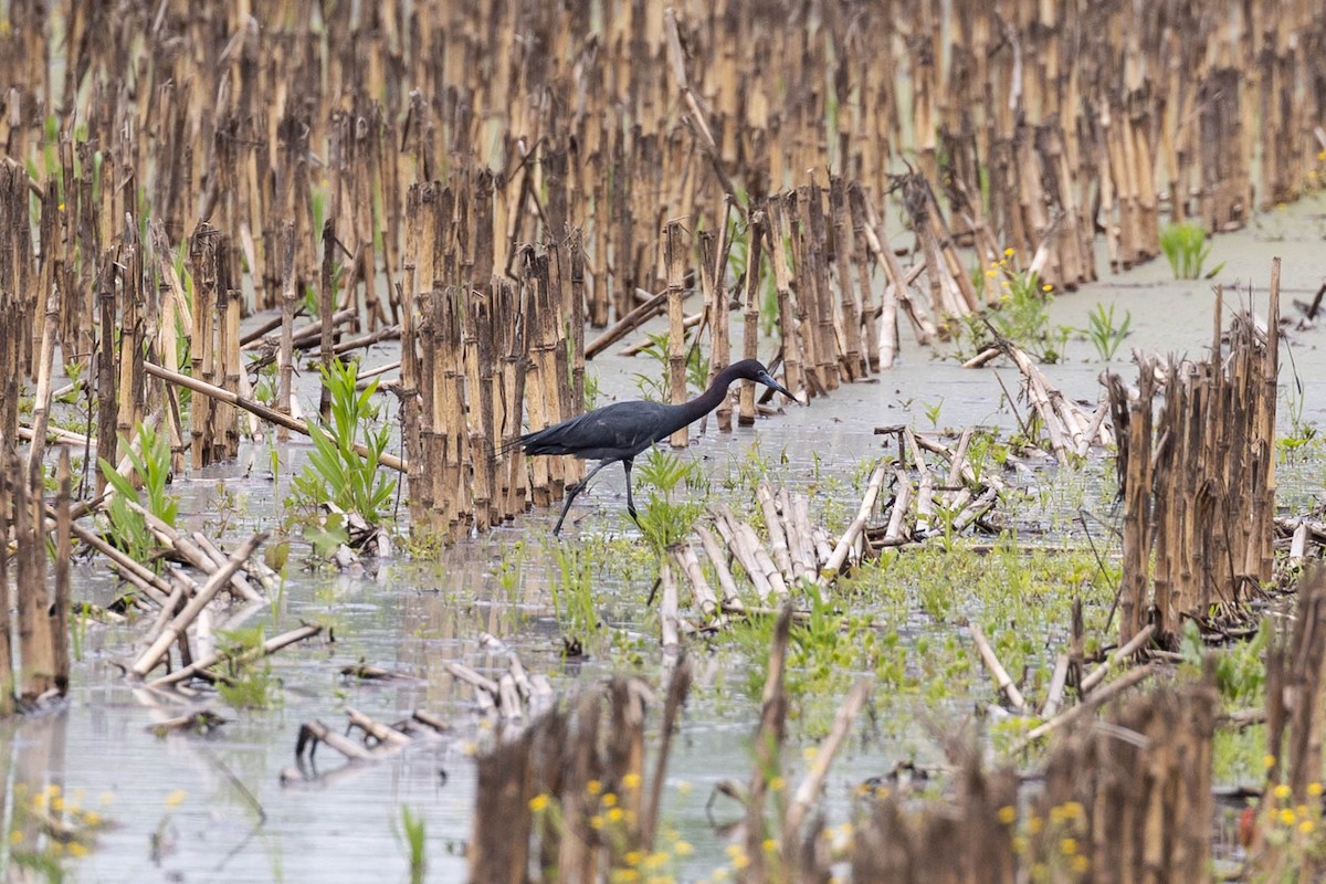 Little Blue Heron - Maria Stewart