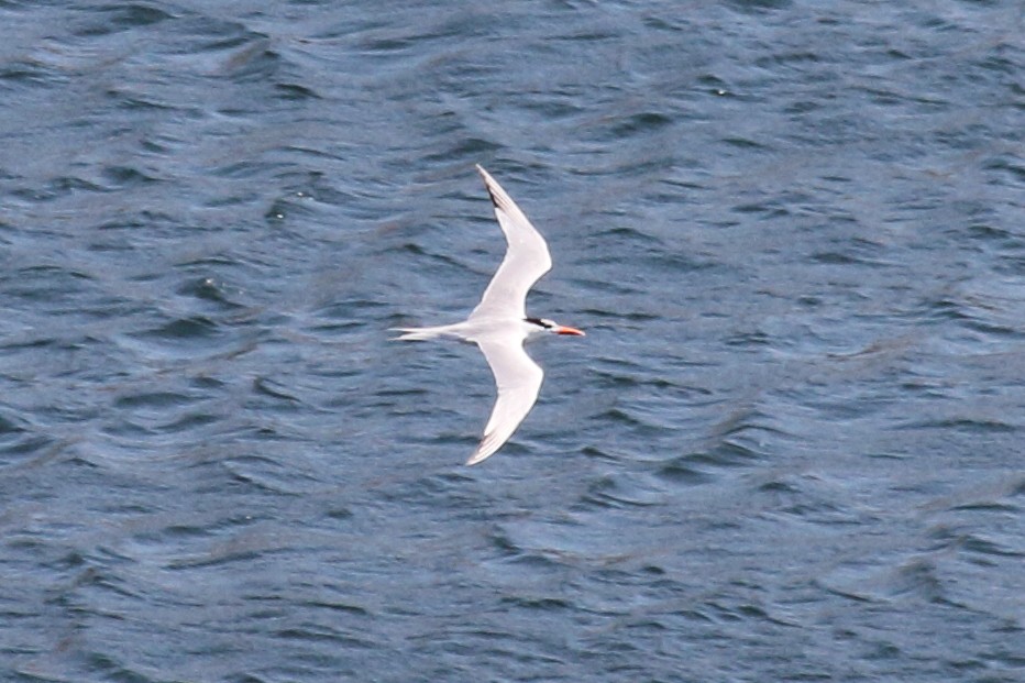 Elegant Tern - ML618866317