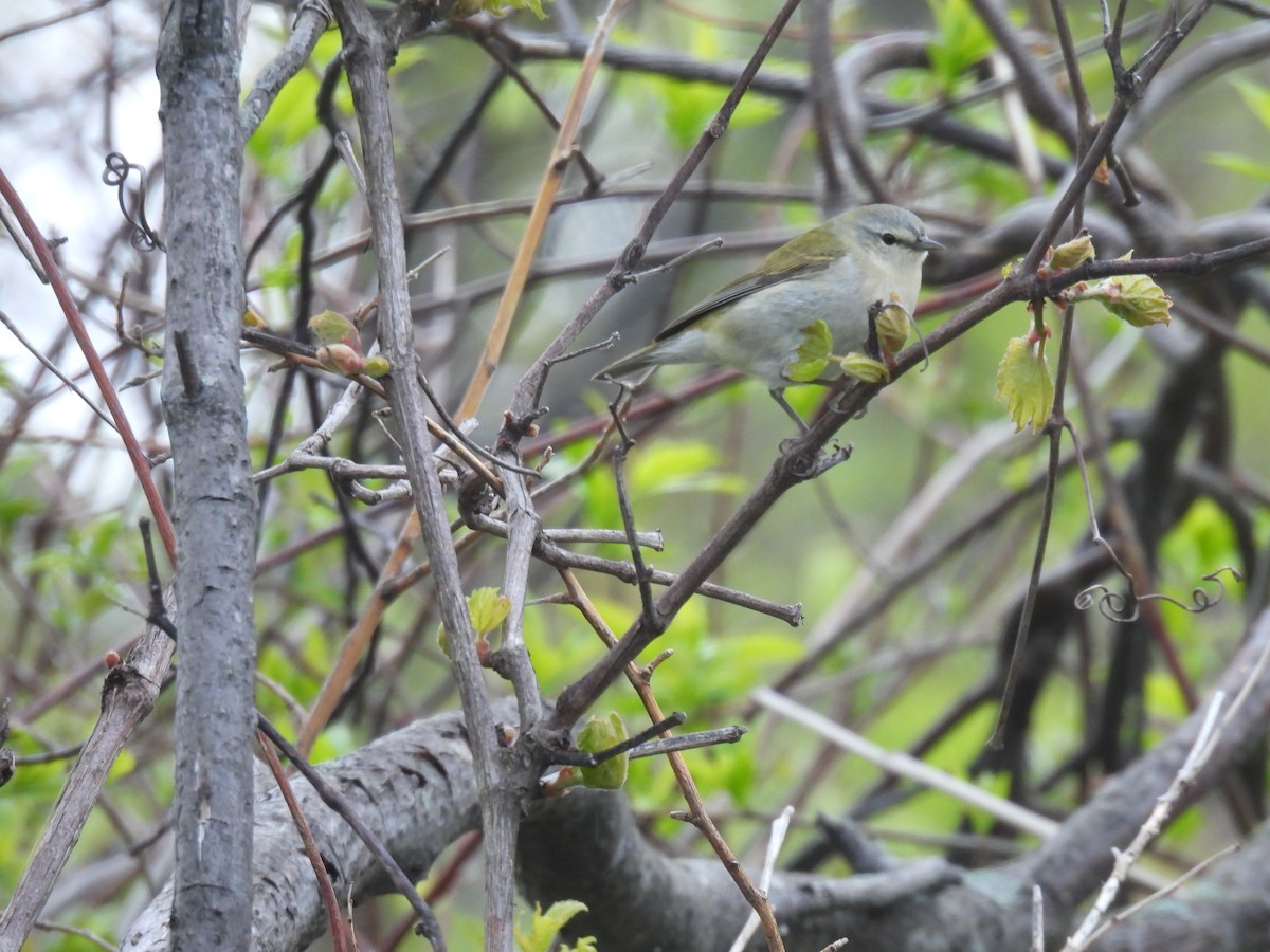 Tennessee Warbler - Jay Solanki