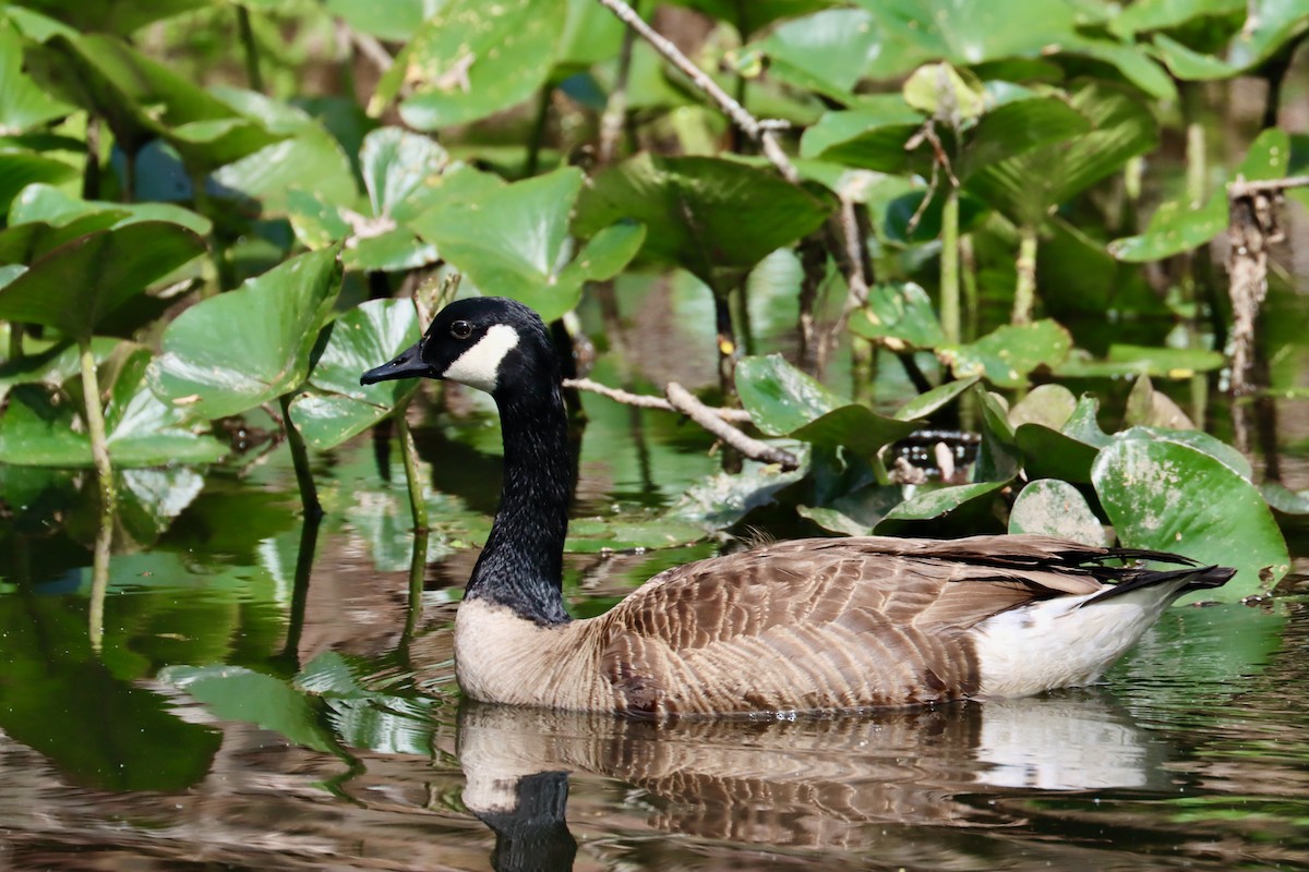 Canada Goose - ML618866325