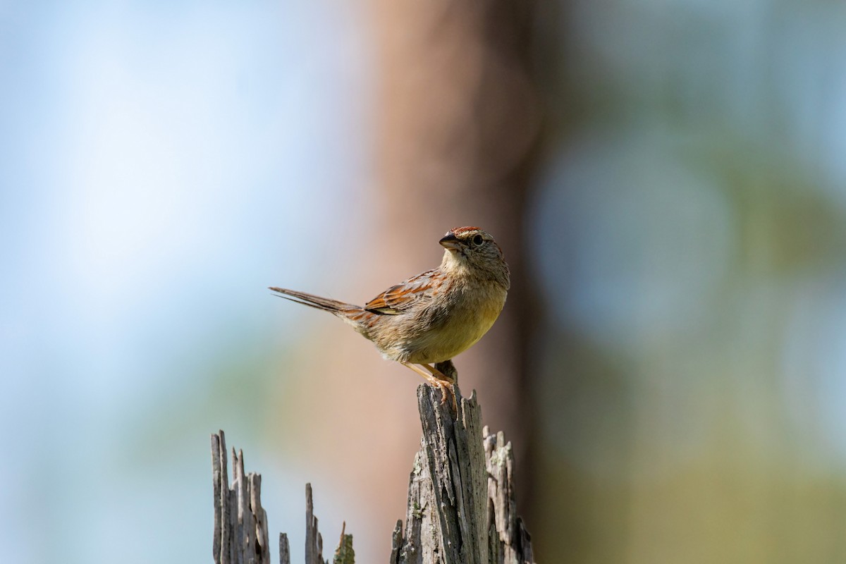 Bachman's Sparrow - William Clark