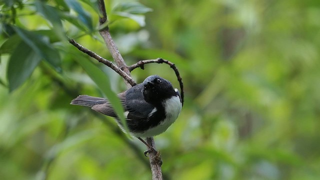 Black-throated Blue Warbler - ML618866327